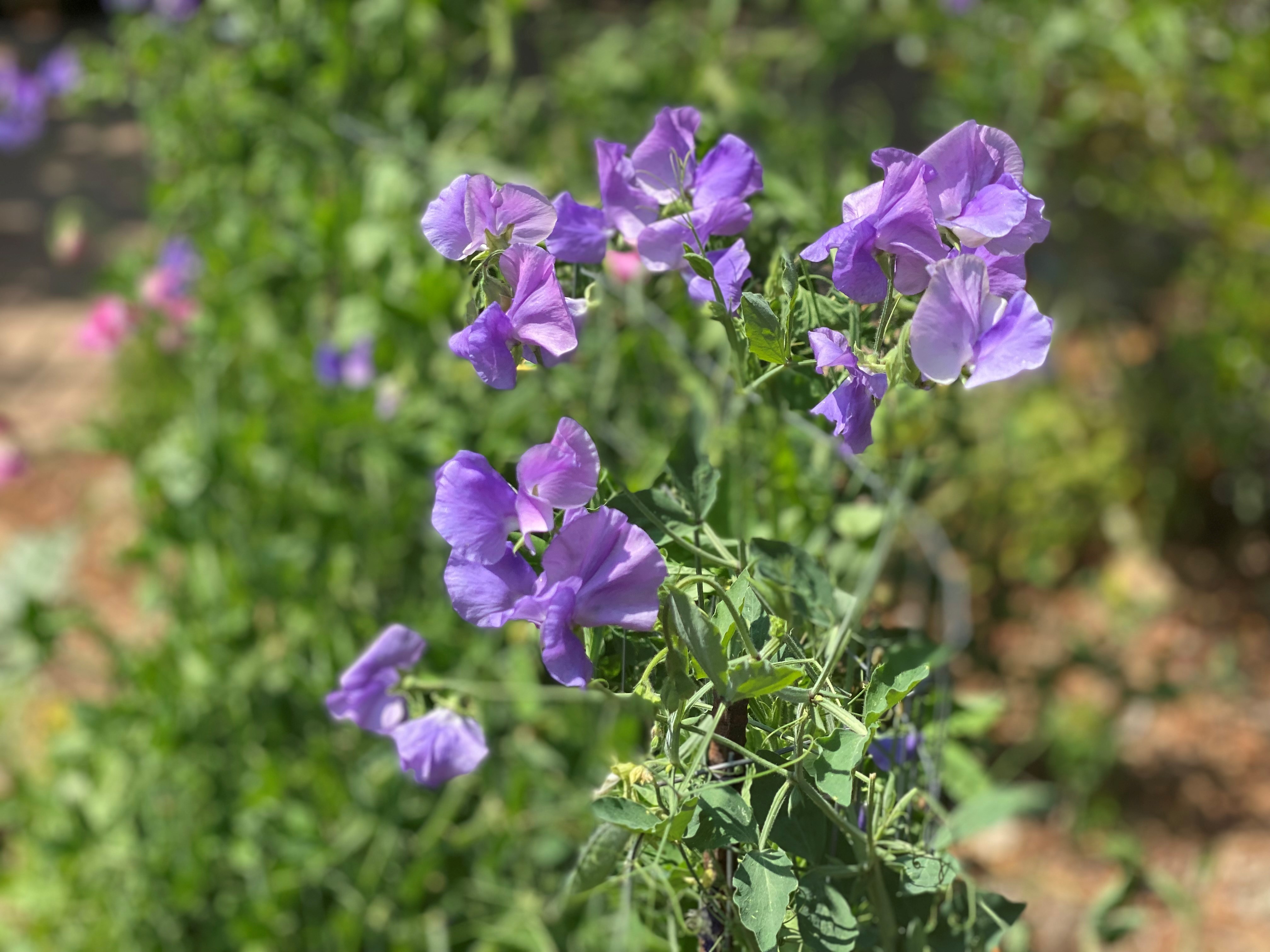 Sweet pea.